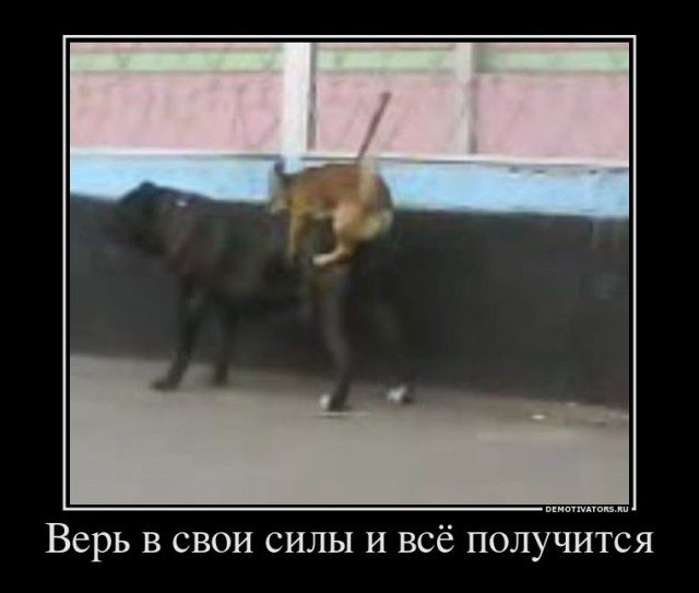 Пёс - акробат