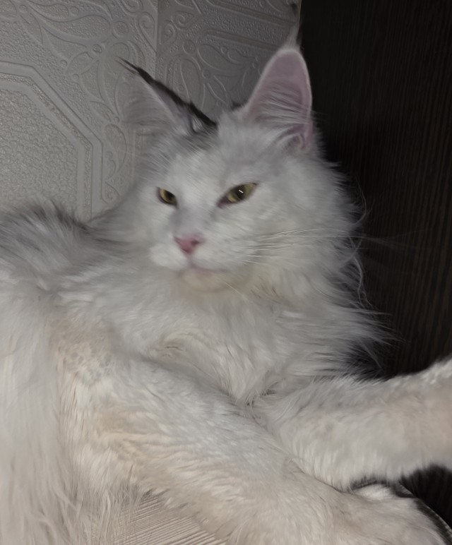 А где коты?