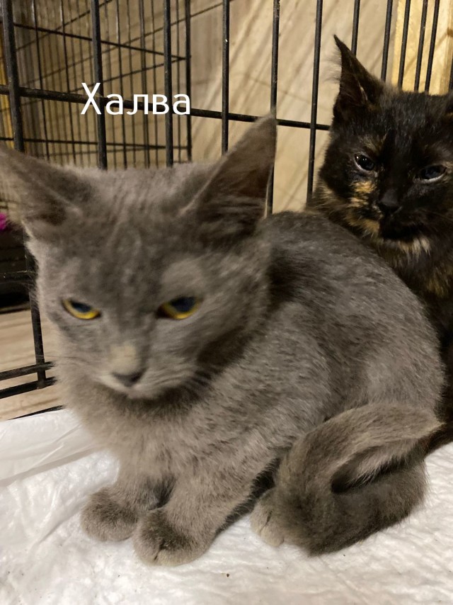Жизнь домашнего приюта "Котоленд" 518