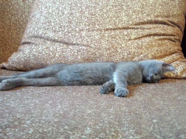 Котовторник