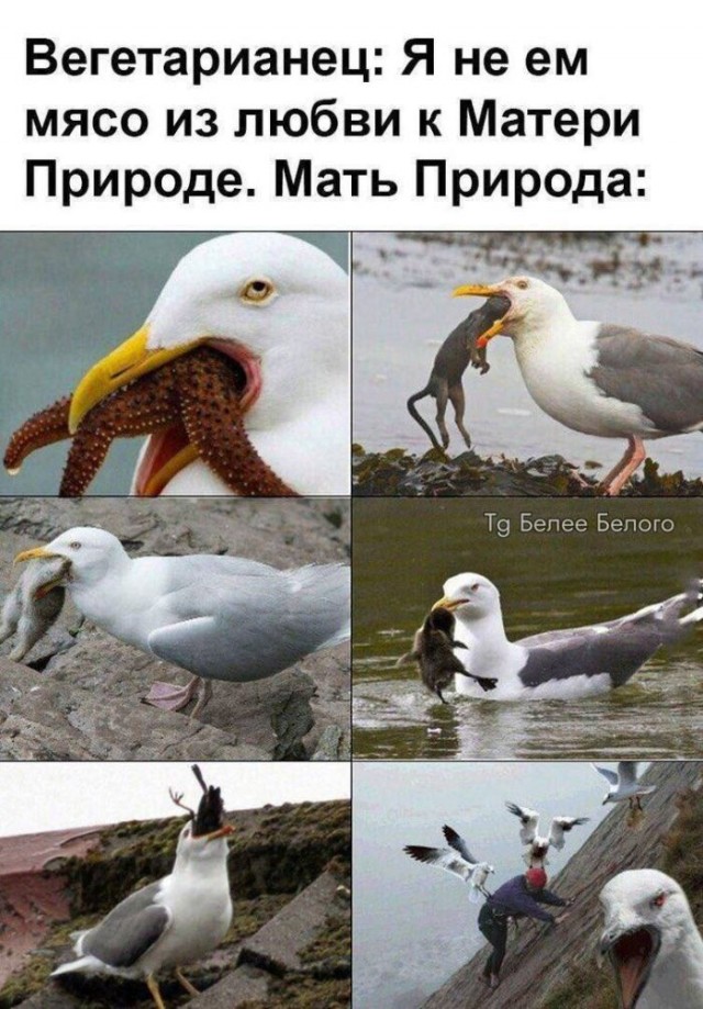 Картинки для деградации 101 (разной степени свежести)