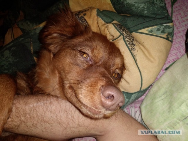 Смекалка