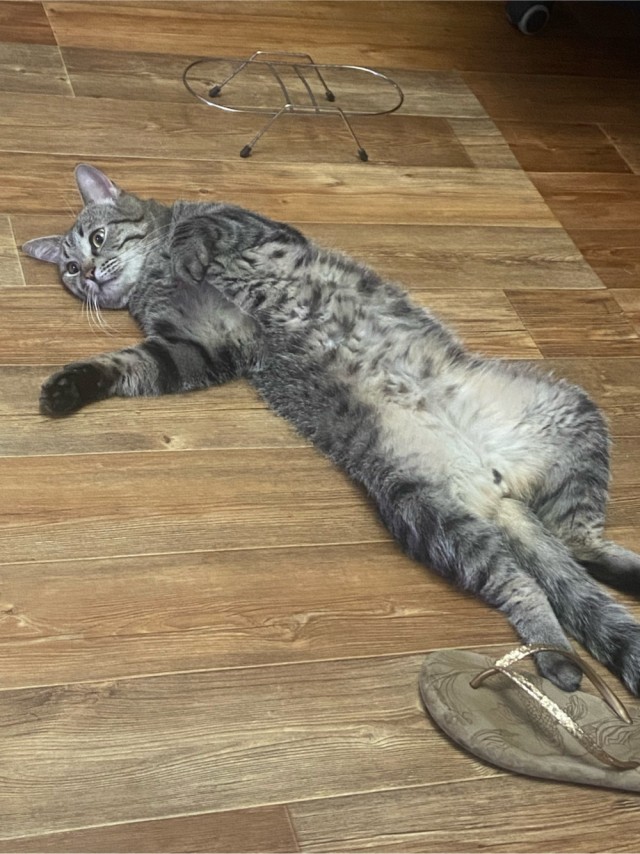 80 г => 3,1 кг (котовторник)