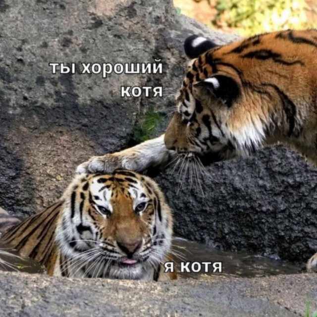 Несдающийся котёнок