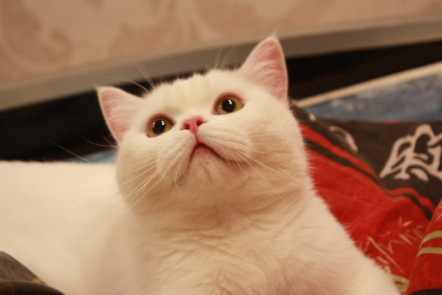 А котовторник уже пришёл?