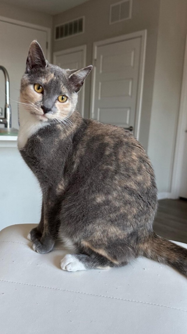 Рандомных фото котов тред