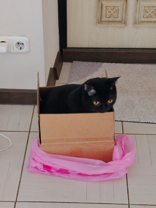 Котовторник. Маруселла.