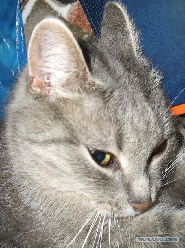 Котовторник 23.07.2013