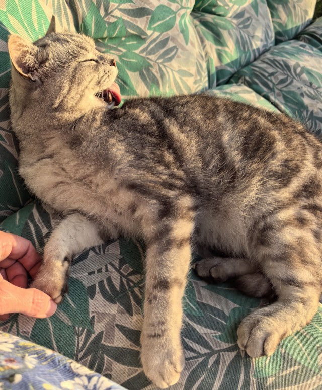 Котское.