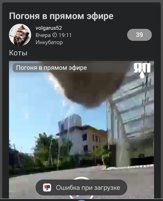 Экшн-камера для кота
