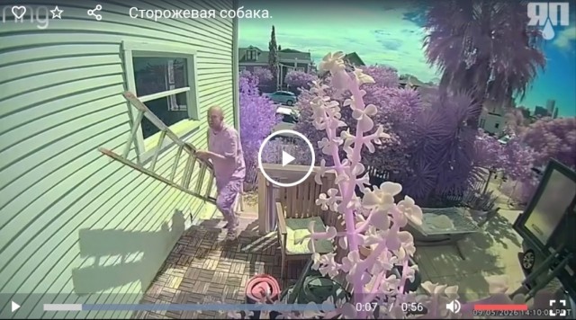 Сторожевая собака и вор