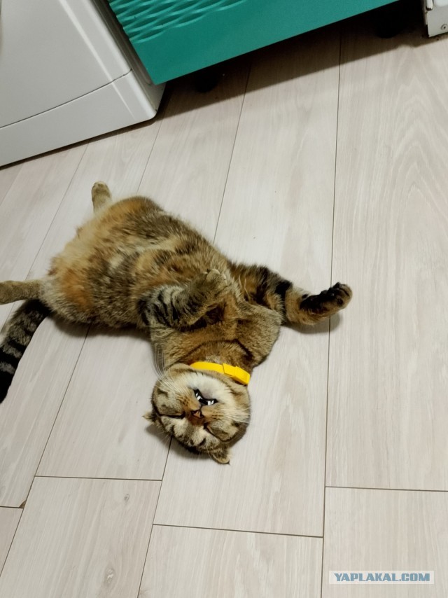 Котовторник