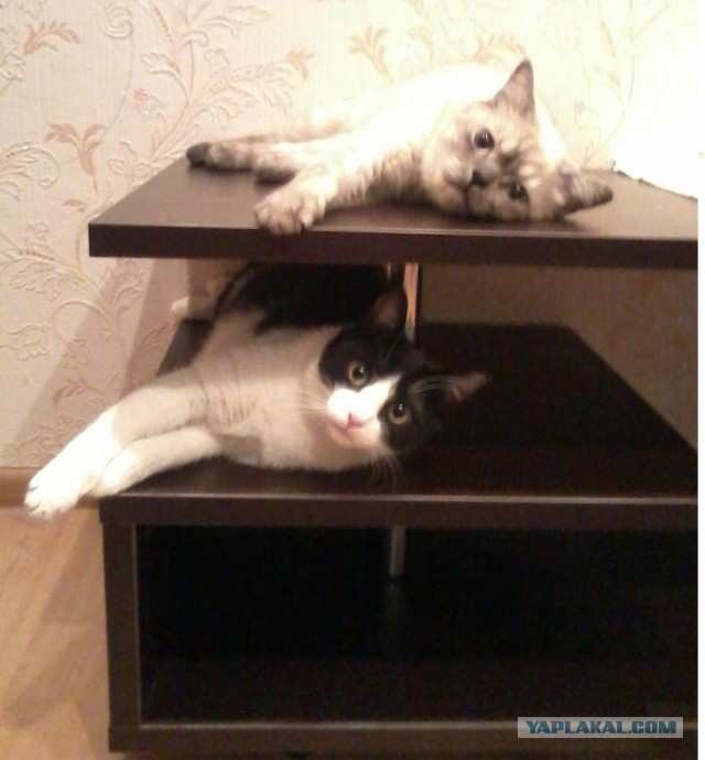 Они такие