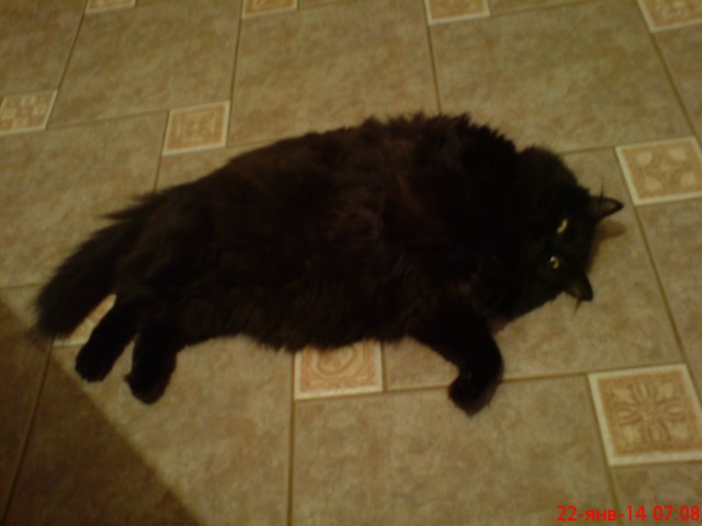 Как назвать питомца