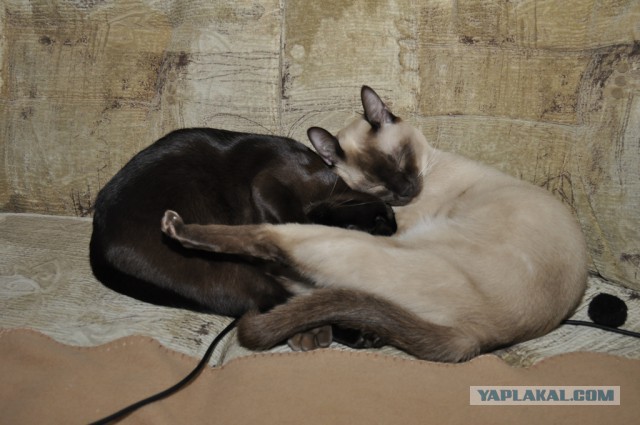 Котовторник 04.03.2014