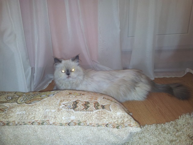 Котовторник 01.04.2014