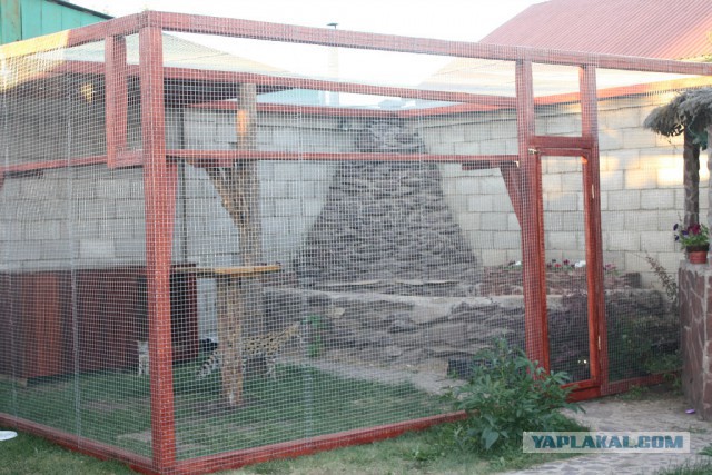 Домашний африканский Сервал живет у знакомых дома.