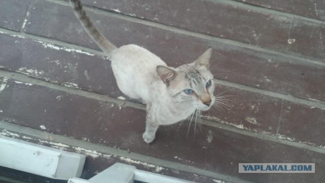 Котовторник 20.05.2014