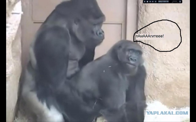 Маньяк в вольере