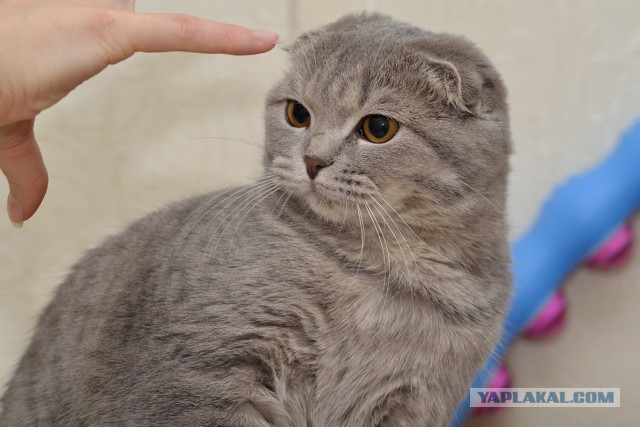 Котовторник 28.10.2014