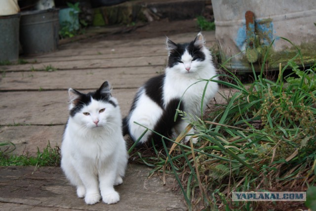 Котовторник 2.12.14