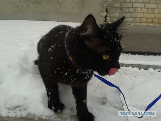 Котовторник 06.01.2015