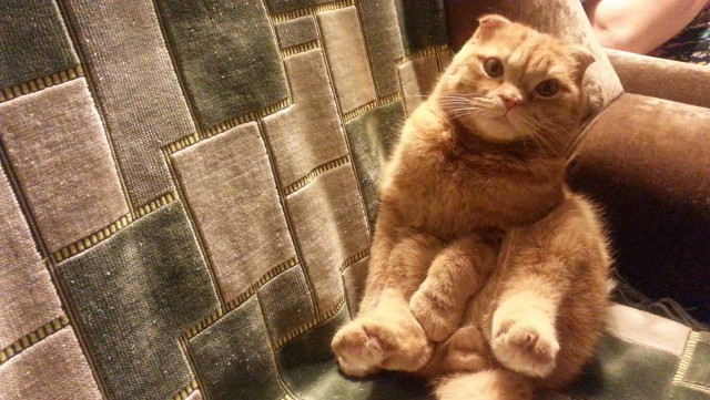 Котовторник 01.12.2015