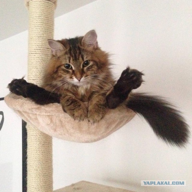Котовторник