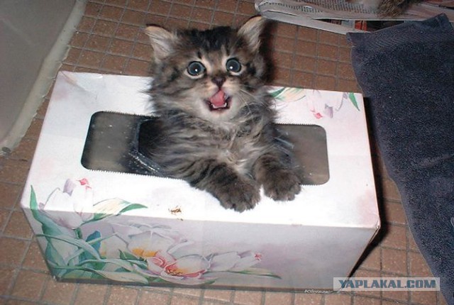 Котовторник