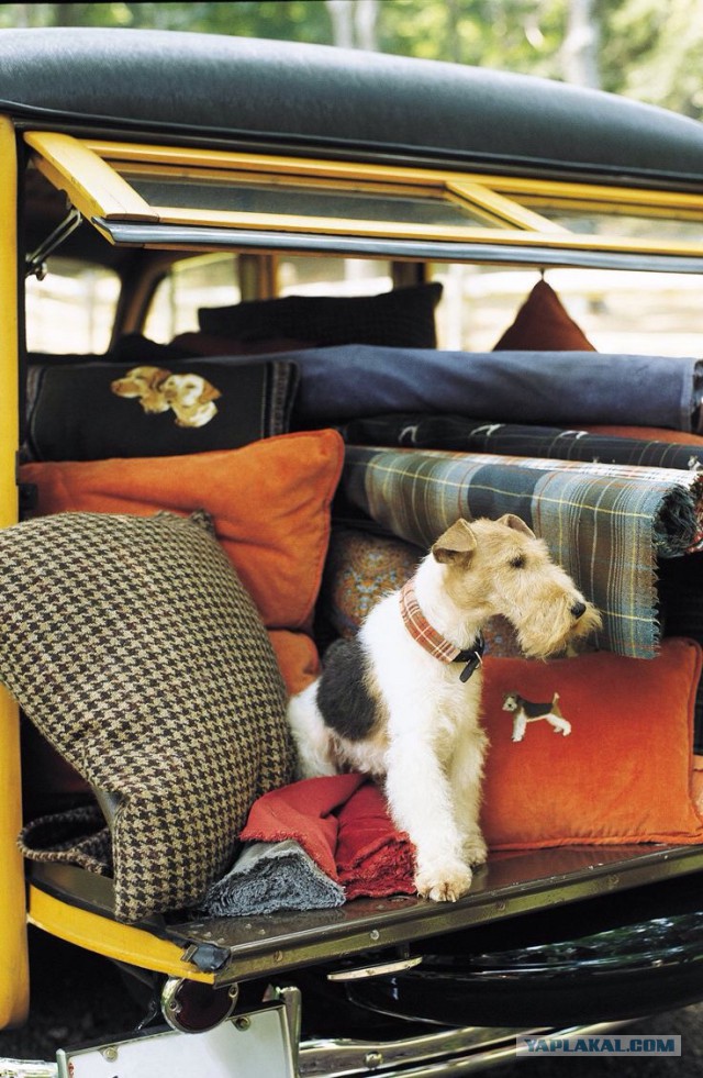 Собакочетверг