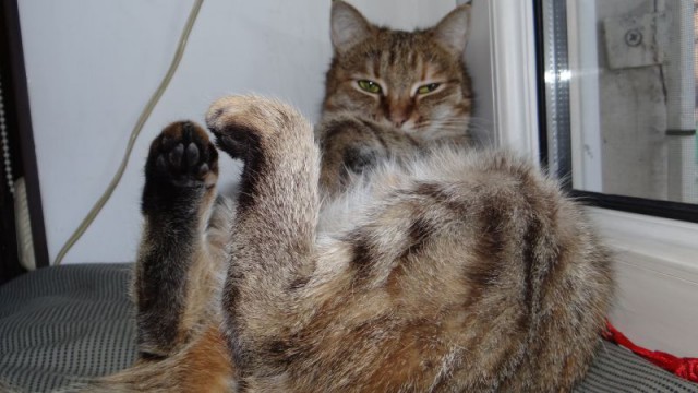 Котовторник