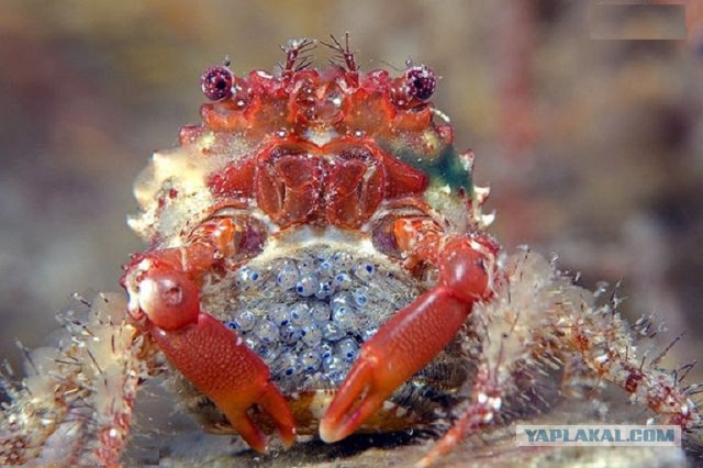 Скоро во всех гнёздах страны!... и не только