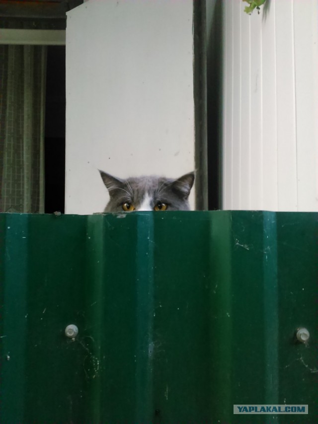 Котовторник 31.05.2016