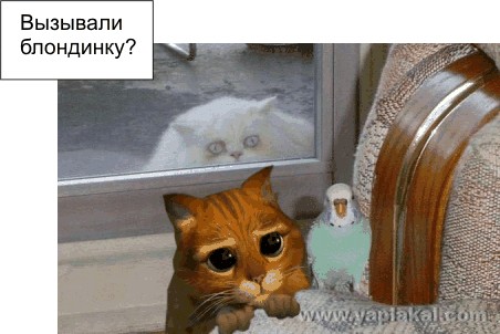 Барсик и Кеша (жесть)