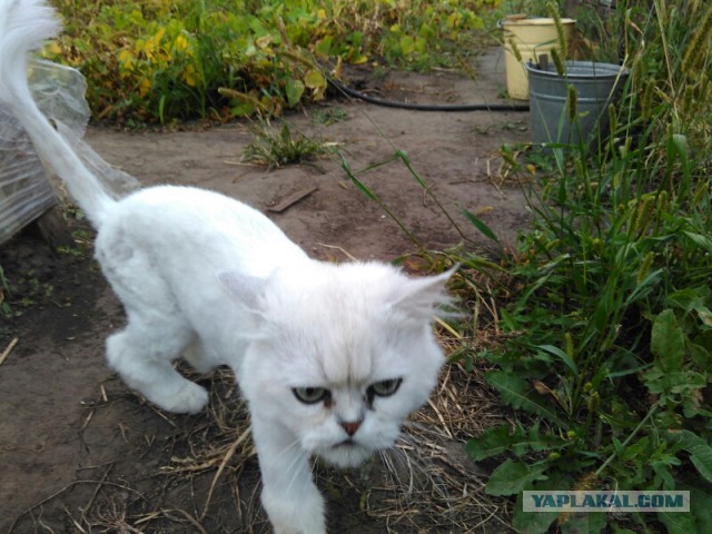 Котовторник 27.09.16