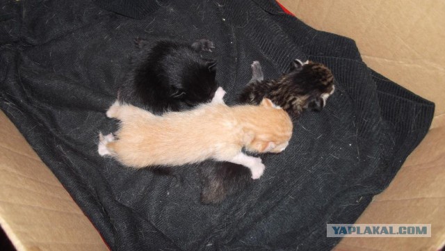 Что делать с котом