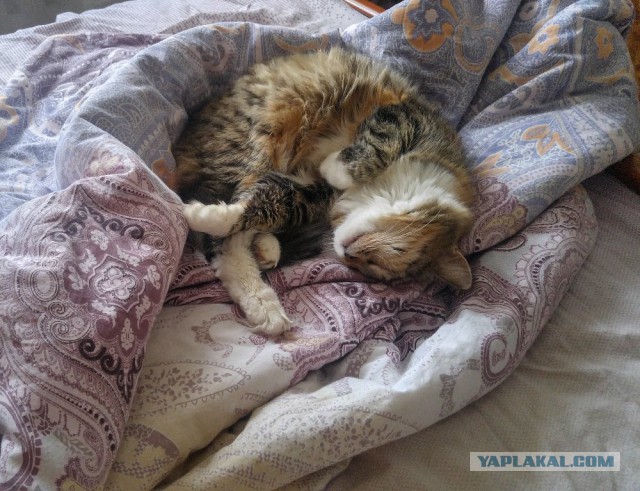 Котовторник 22.11.2016