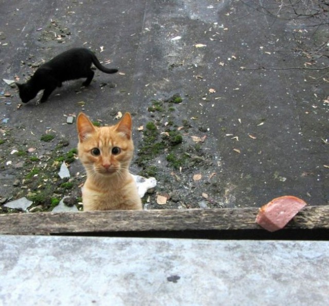 Коты из сети