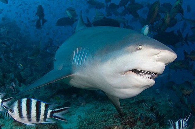 Эта акула обнимается с дайвером каждый раз, когда он спускается под воду