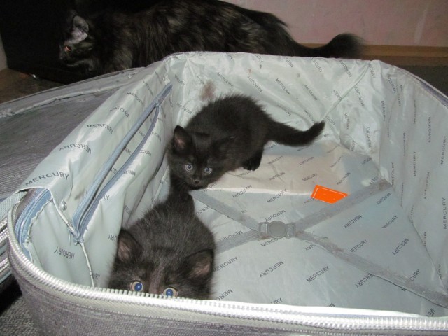 20 мест, в которых не должно было быть кота, но вот он