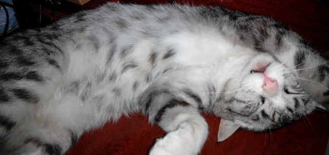 Котовторник 18.04.2017