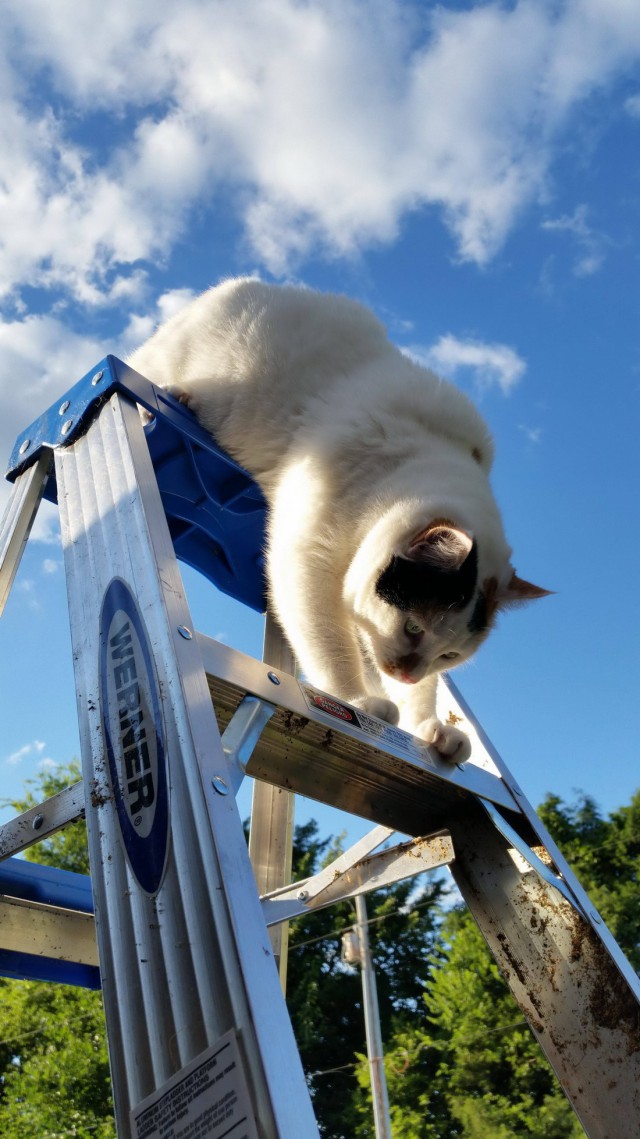 Коты и Кошки