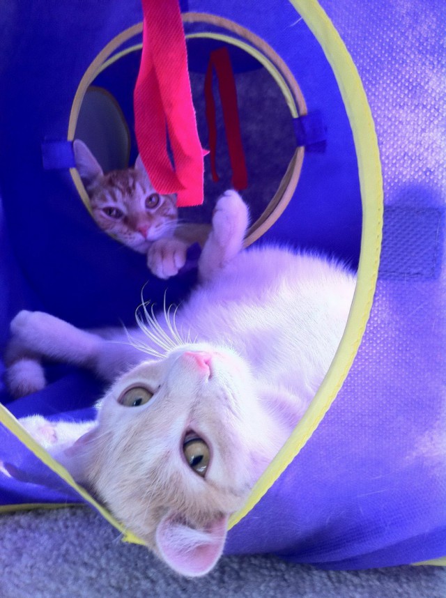 Коты и Кошки