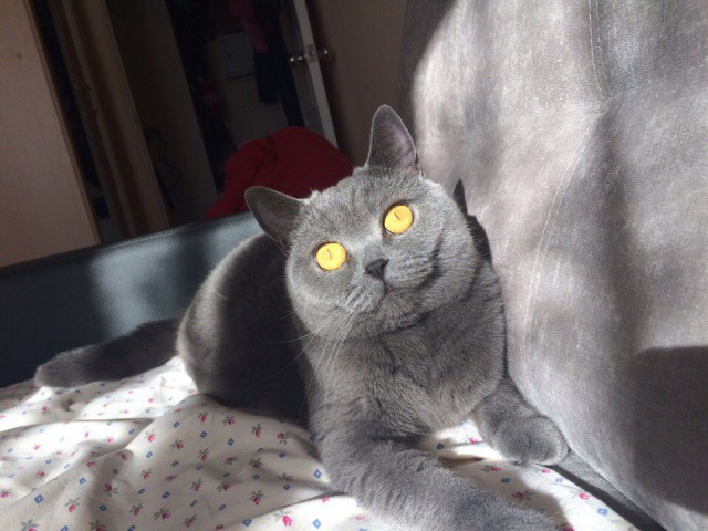 Коты и Кошки