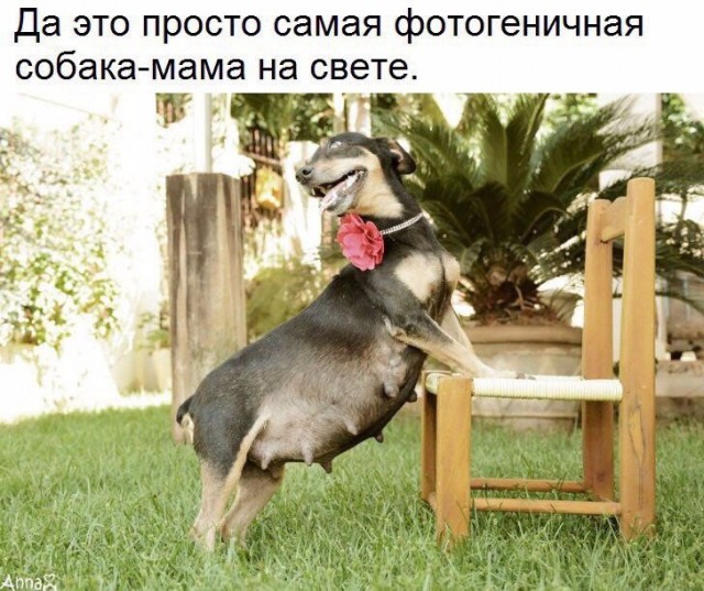 Живность из сети