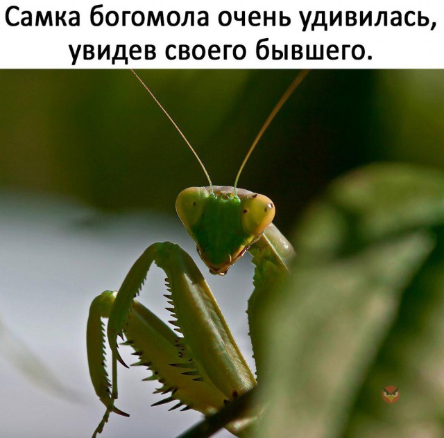 Нестандартный юмор