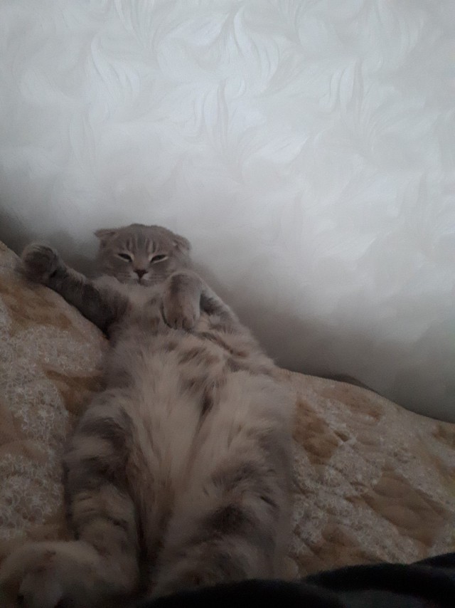 Живность из сети