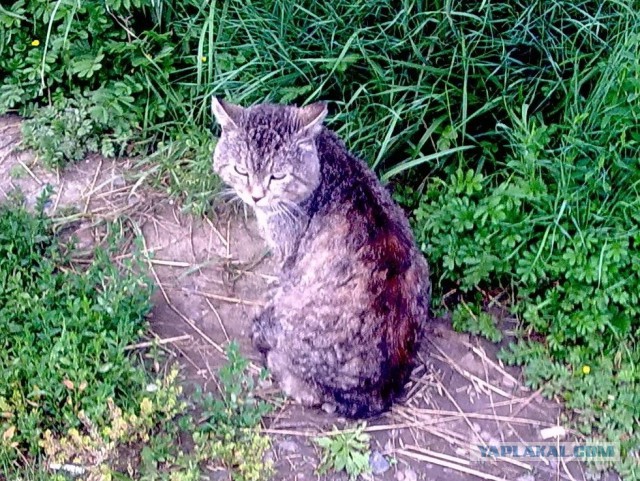 Кот без прикрас