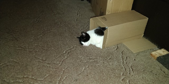 Котовторник