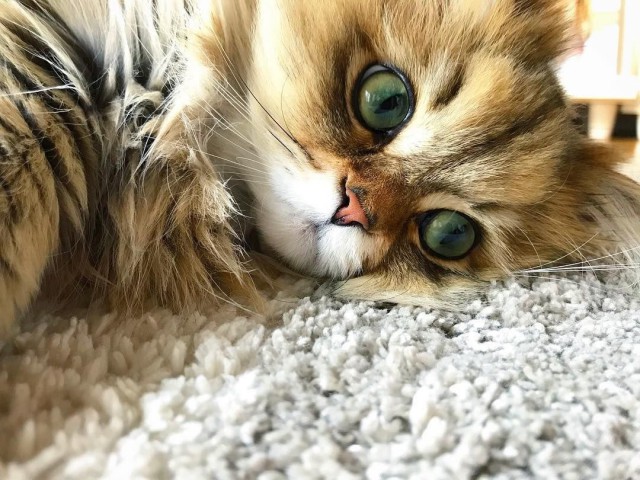 Кот без прикрас